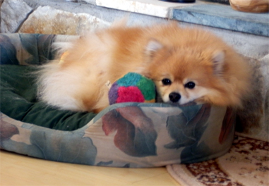 Kitsu with toy relaxing in bed