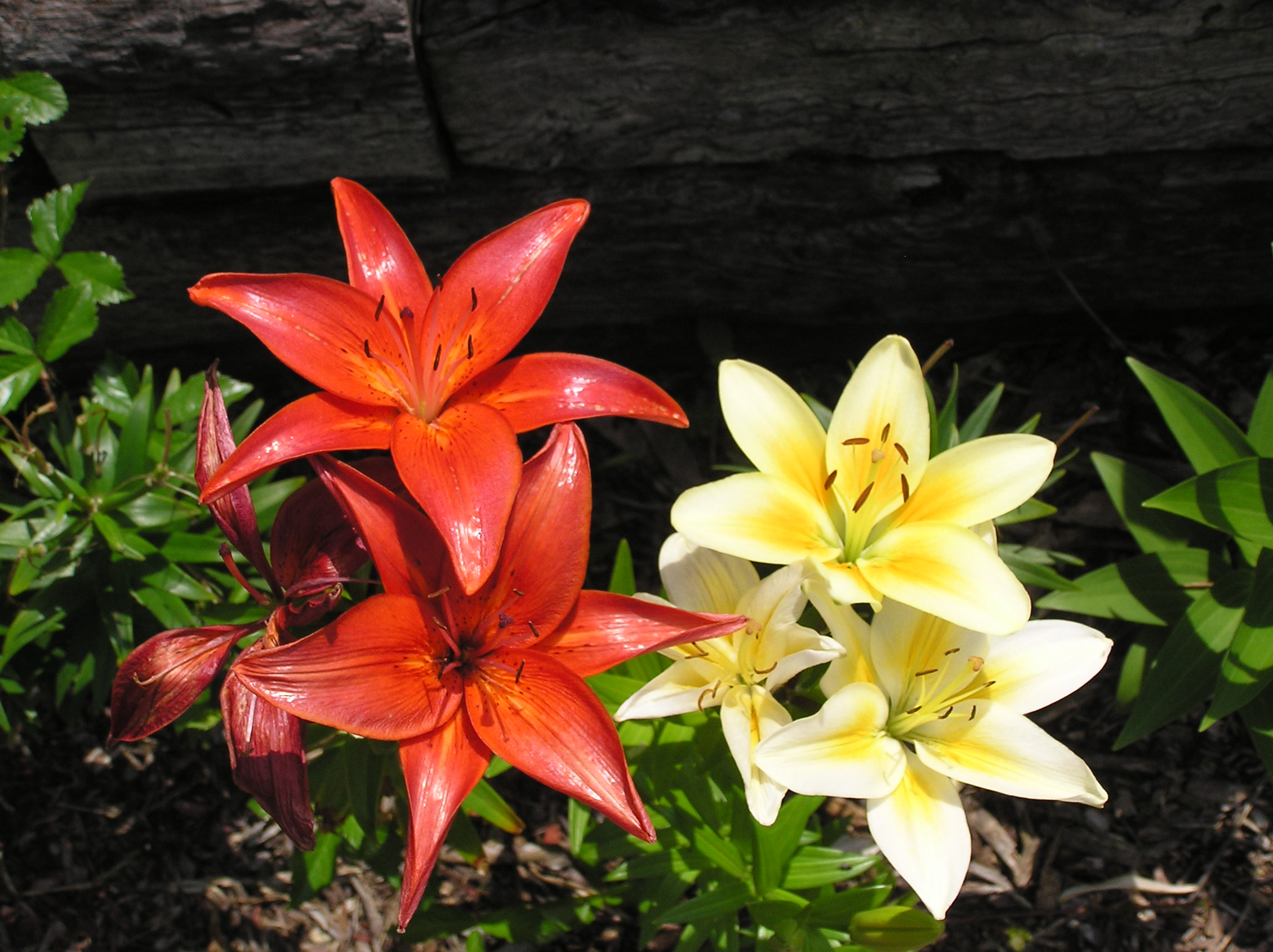 A variety of tiger lilies from my garden.