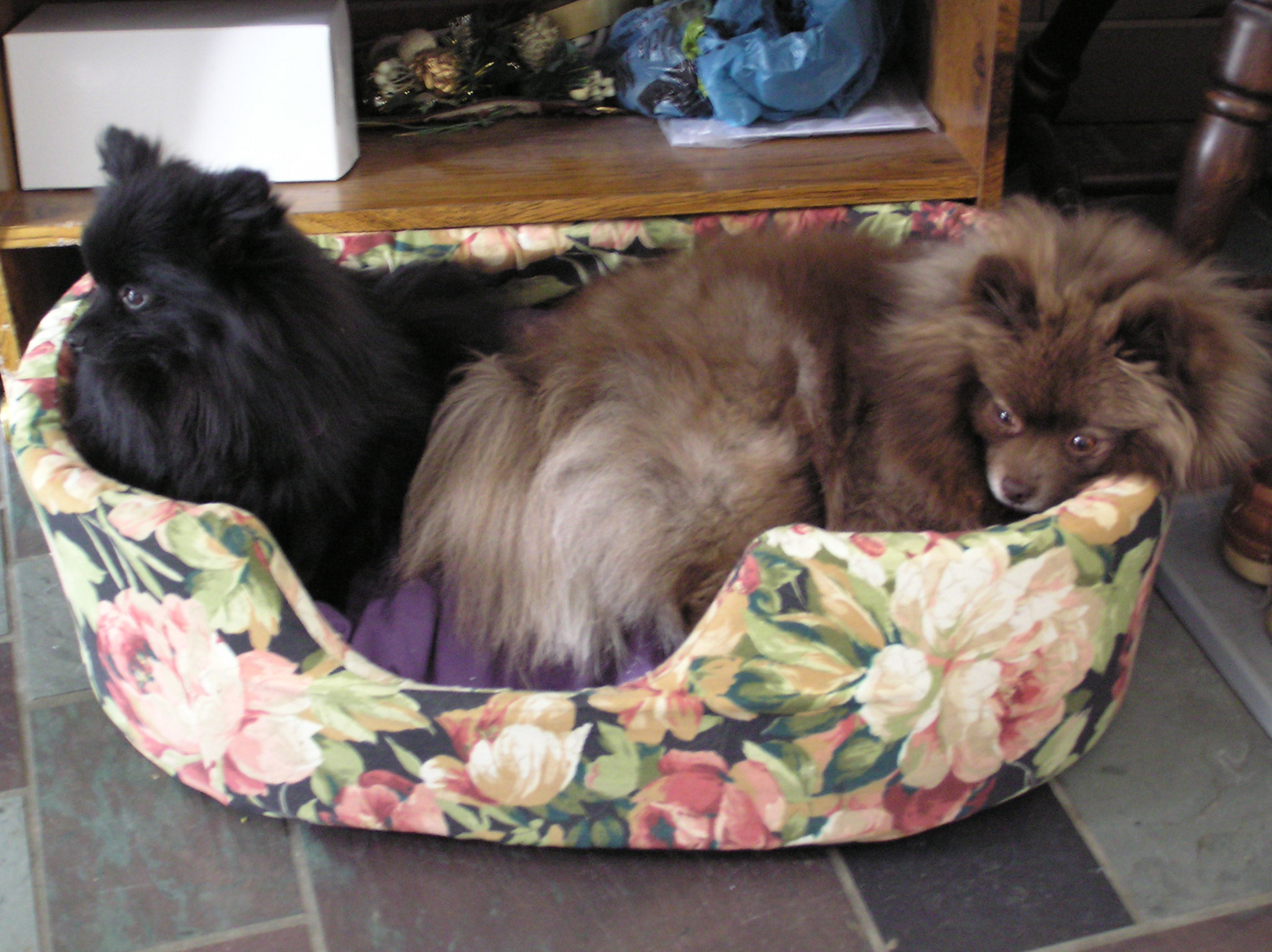 Meko and Binka Snuggled Together in Their Bed