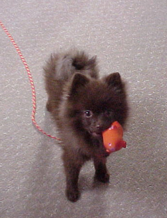 Meko when she was a puppy with rubber toy