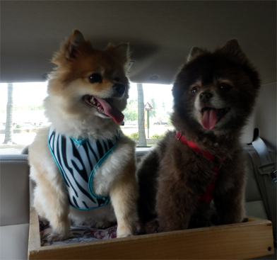 Meko and Kitsu going for a ride