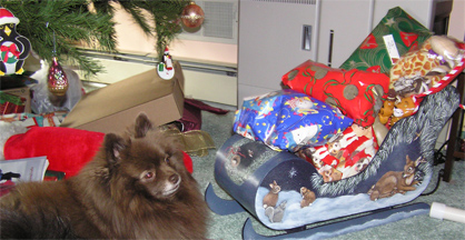 Meko under the Christmas tree with the sleigh