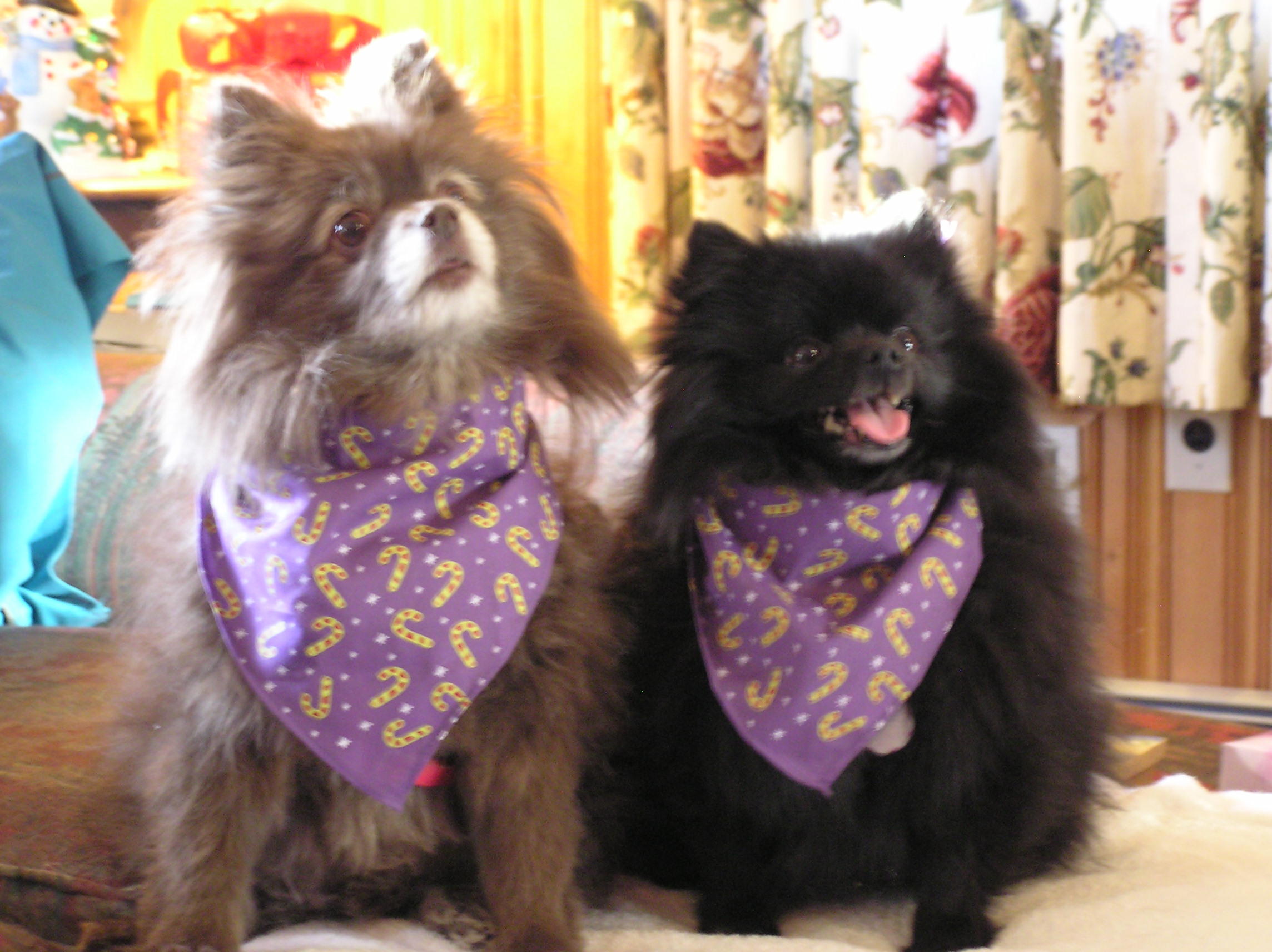 Kameko and Binka with their 2010 Christmas scarves