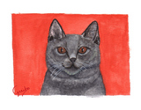 Chartreux Cat Notecards