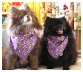 Kameko & Binka - the cofounders Pomeranians